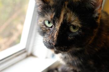 Rescue Domestic Short Hair Cats for Adoption in Albany, New York - Rummy | PetCurious