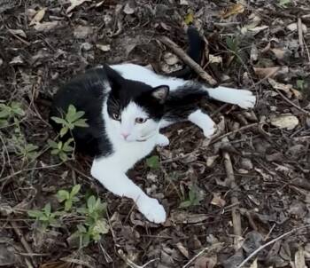 Bennie -  Domestic Short Hair Cat for Adoption in Theodore, Alabama - Bennie | PetCurious