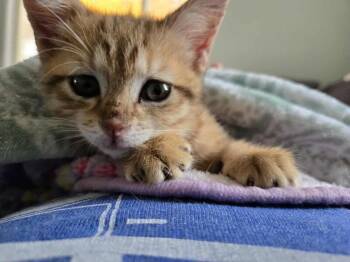 Domestic Short Hair Cats Available for Adoption in Adrian, Michigan - Hestia | PetCurious