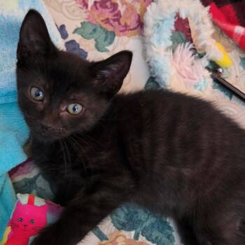 Sudachi Lime -  Domestic Short Hair Cat for Adoption in South Elgin, Illinois - Sudachi Lime | PetCurious