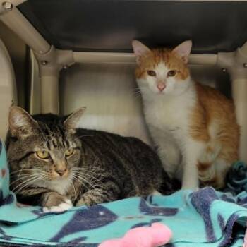 Dairy Queen Victoria -  Domestic Short Hair Cat for Adoption in Columbia, Missouri - Dairy Queen Victoria | PetCurious