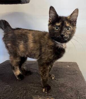 Daisy -  Domestic Short Hair Cat for Adoption in Mcpherson, Kansas - Daisy | PetCurious