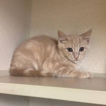 Blair -  Domestic Short Hair Cat for Adoption in Hudson, New York - Blair | PetCurious