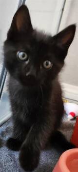 Domestic Short Hair Cats Available for Adoption in Camarillo, California - DOUGHNUT | PetCurious
