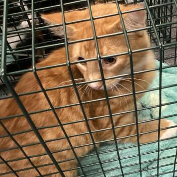 Eakin 1 -  Domestic Medium Hair Cat for Adoption in Montgomery, Alabama - Eakin 1 | PetCurious