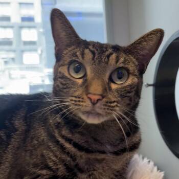 Angel -  Domestic Short Hair Cat for Adoption in New York, New York - Angel | PetCurious