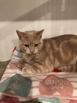 Sunshine -  Domestic Short Hair Cat for Adoption in Seven Valleys, Pennsylvania - Sunshine | PetCurious
