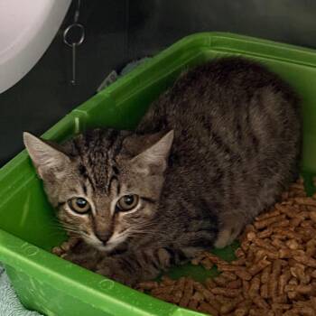 Buzzard -  Domestic Short Hair Cat for Adoption in Lakeland, Florida - Buzzard | PetCurious