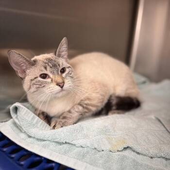 Siamese Cats Available for Adoption - Willow | PetCurious