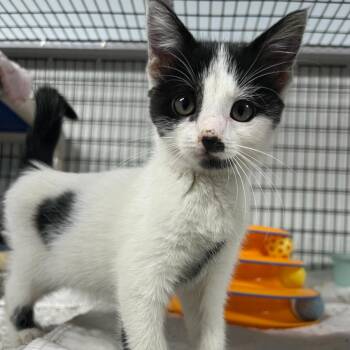Chess -  Domestic Short Hair Cat for Adoption in Waynesville, North Carolina - Chess | PetCurious