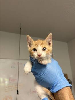 Punch -  Domestic Short Hair Cat for Adoption in Bolivar, Missouri - Punch | PetCurious