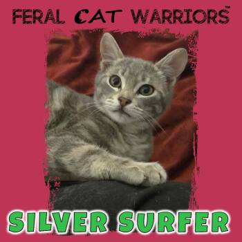 Domestic Short Hair Cats Available for Adoption in Kingman, Arizona - Silver Surfer | PetCurious