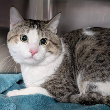 Duke -  Domestic Medium Hair Cat Available for Adoption in Buffalo, Wyoming - Duke | PetCurious