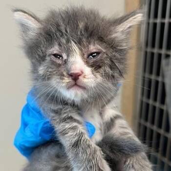 Eri -  Domestic Long Hair Cat for Adoption in Morgan Hill, California - Eri | PetCurious