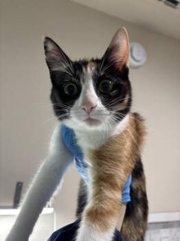 Butternut -  Domestic Short Hair Cat for Adoption in Sherwood, Oregon - Butternut | PetCurious