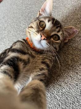 Giuseppe -  Domestic Short Hair Cat for Adoption in Lancaster, California - Giuseppe | PetCurious