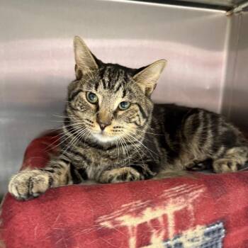 Slytherin -  Domestic Short Hair Cat for Adoption in Fort Wayne, Indiana - Slytherin | PetCurious