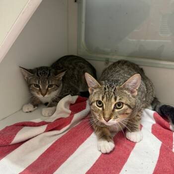 Rescue Domestic Short Hair Cats for Adoption in Branford, Connecticut - Lily | PetCurious