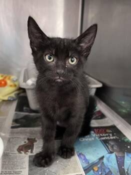 Domestic Short Hair Cats Available for Adoption in Houston, Texas - Bassoon | PetCurious