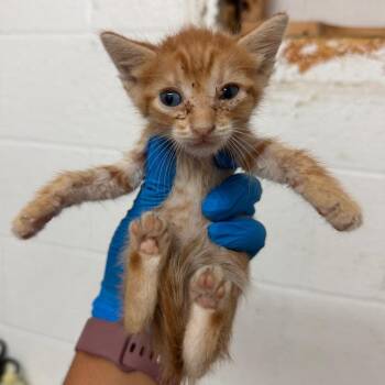 Elvis -  Domestic Short Hair Cat for Adoption in Edinburg, Texas - Elvis | PetCurious
