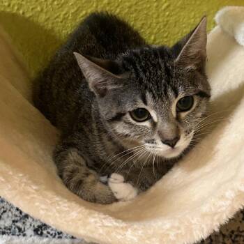 Scary Larry -  Domestic Short Hair Cat for Adoption in Fresno, California - Scary Larry | PetCurious