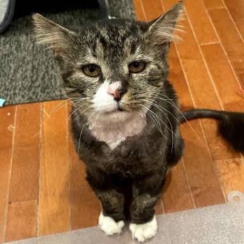 Domestic Long Hair Cats Available for Adoption in Wind Gap, Pennsylvania - Rocco | PetCurious