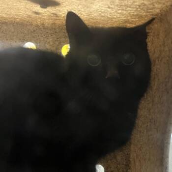 Domestic Short Hair Cats Available for Adoption in Harrisonburg, Virginia - 70749 | PetCurious