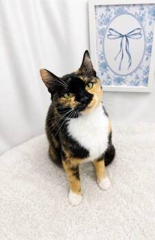 Darcie -  Calico Cat for Adoption in Columbia, South Carolina - Darcie | PetCurious