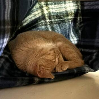 PEARL -  Domestic Short Hair Cat for Adoption in Kyle, Texas - PEARL | PetCurious