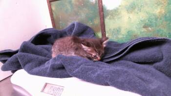 JACOB -  Domestic Short Hair Cat for Adoption in Houston, Texas - JACOB | PetCurious