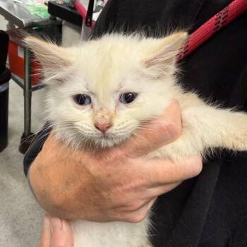 Domestic Medium Hair Cats Available for Adoption in Milton, Florida - Surfer | PetCurious