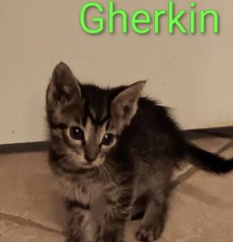 Gherkin -  Domestic Short Hair Cat for Adoption in Crown Point, Indiana - Gherkin | PetCurious