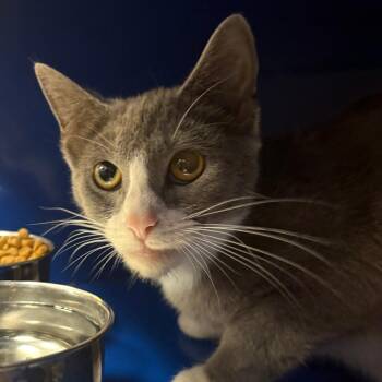 Domestic Short Hair Cats Available for Adoption in Tupelo, Mississippi - Censi - 050810U | PetCurious
