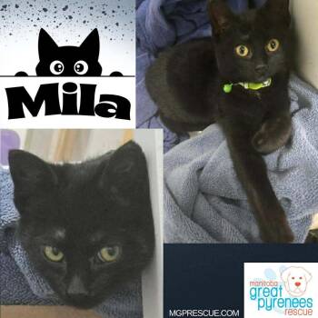 Domestic Short Hair Cats Available for Adoption - Mila | PetCurious