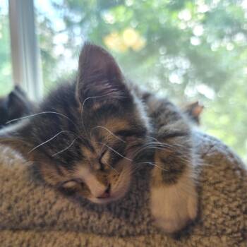 Spunk -  Domestic Short Hair Cat for Adoption in Buffalo, Minnesota - Spunk | PetCurious