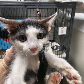Catalina -  Domestic Short Hair Cat for Adoption in Columbus, North Carolina - Catalina | PetCurious