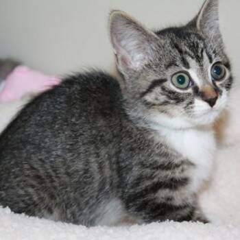 Leafcutter -  Domestic Short Hair Cat for Adoption in Richmond, Virginia - Leafcutter | PetCurious