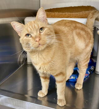 Rescue Domestic Short Hair and Tabby Cats for Adoption in Fargo, North Dakota - Jonesy | PetCurious