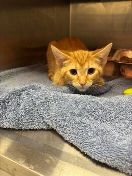 A798696 -  Domestic Short Hair Cat for Adoption in Louisville, Kentucky - A798696 | PetCurious