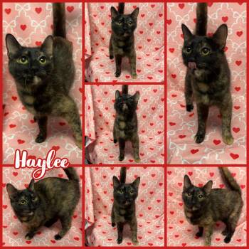 Domestic Short Hair Cats Available for Adoption in Homer Glen, Illinois - Haylee | PetCurious