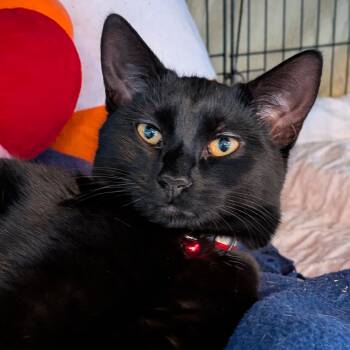 Alessandro aka "AL" -  Domestic Short Hair Cat for Adoption in Newburgh, New York - Alessandro Aka "AL" | PetCurious