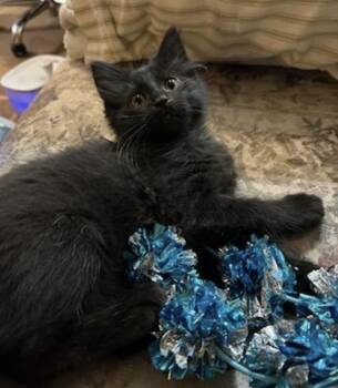 Jose -  Domestic Medium Hair Cat for Adoption in Calverton, Maryland - Jose | PetCurious