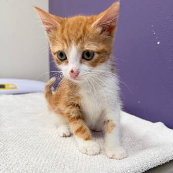 Mayo -  Domestic Short Hair Cat for Adoption in Englewood, Florida - Mayo | PetCurious
