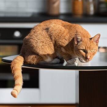 Domestic Short Hair Cats Available for Adoption - Morris | PetCurious