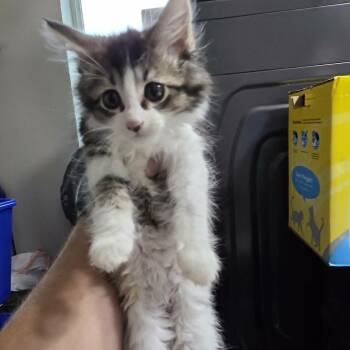 New Baby 7 -  Domestic Medium Hair Cat for Adoption in Maple Falls, Washington - New Baby 7 | PetCurious