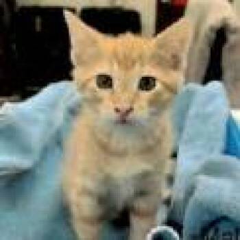 Domestic Short Hair Cats Available for Adoption in Houston, Texas - Beanie | PetCurious