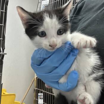 Lulu -  Domestic Short Hair Cat for Adoption in Newark, New Jersey - Lulu | PetCurious