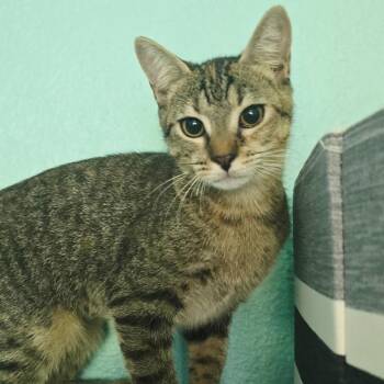 Zelda -  Domestic Short Hair Cat for Adoption in Buffalo, New York - Zelda | PetCurious