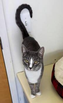 Tabby Cats Available for Adoption in Chester, New Jersey - Luna | PetCurious