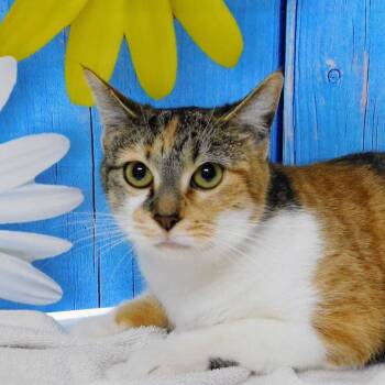 Domestic Short Hair Cats Available for Adoption in Peoria, Illinois - Martini | PetCurious